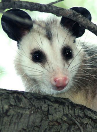 Opossum Portrait