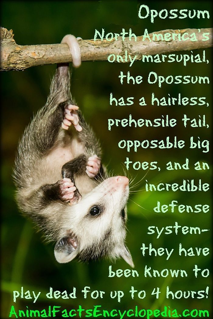 the opossum story