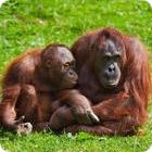 orangutan facts