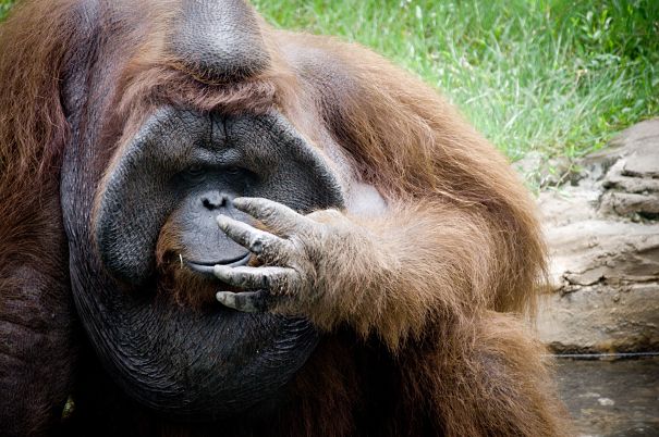 flanged orangutan