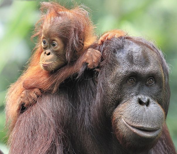 infant orangutan