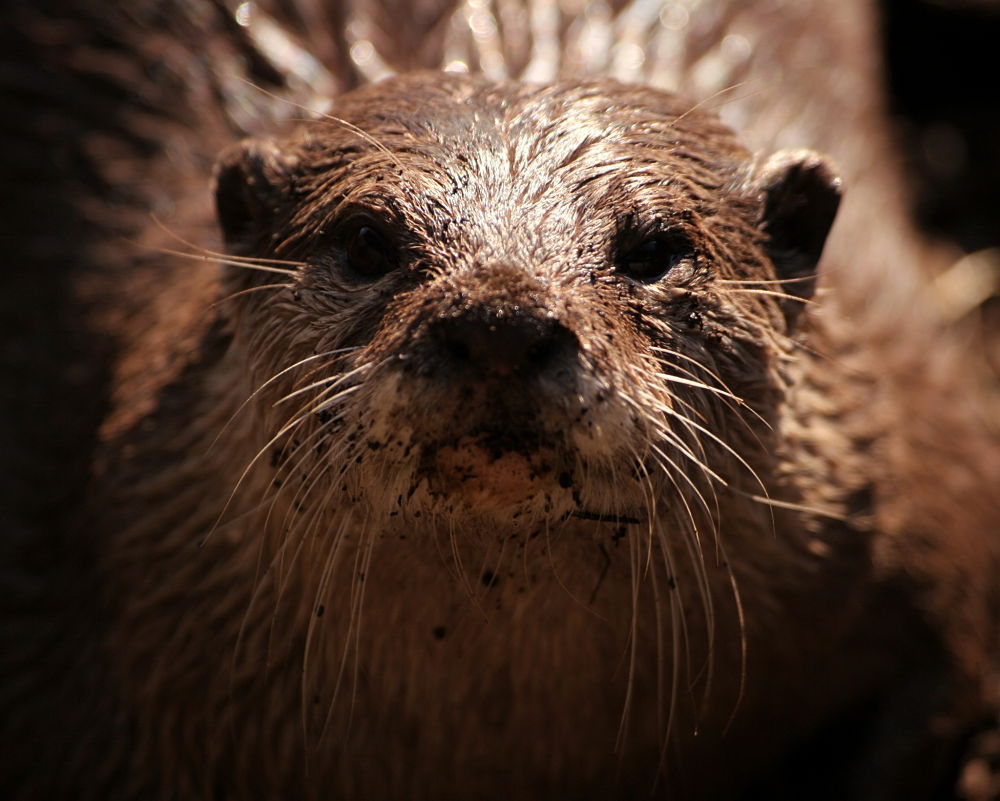 muddy otter