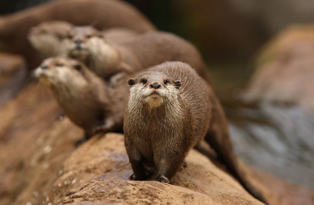 river otter with romp