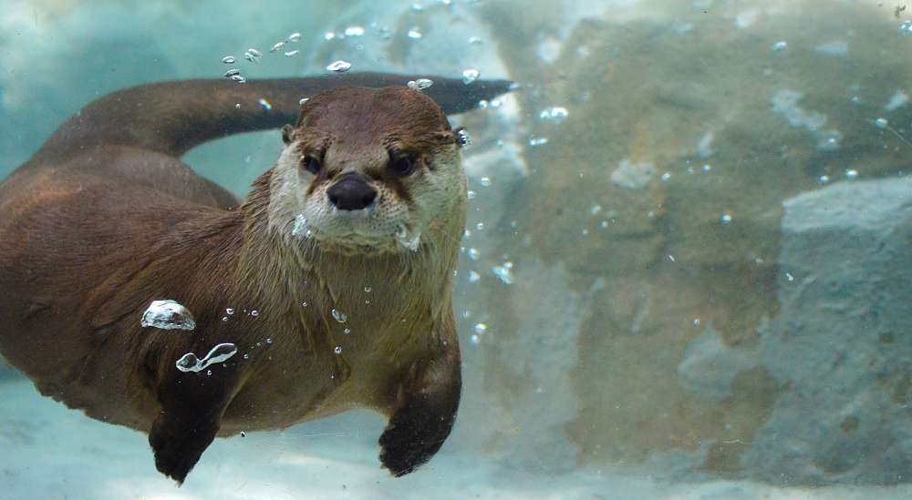 river otter underwater