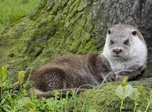 The Playful Otter: Pig Pile