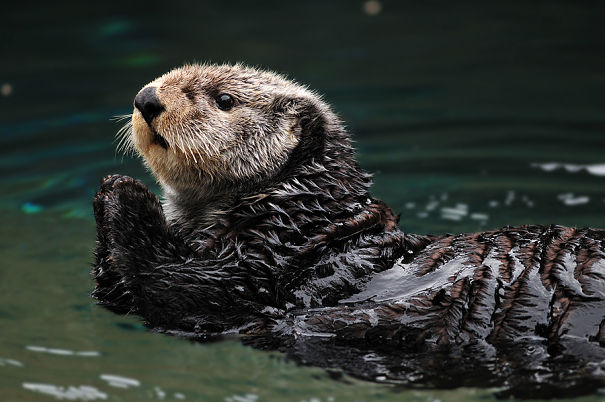 The Playful Otter: Pig Pile