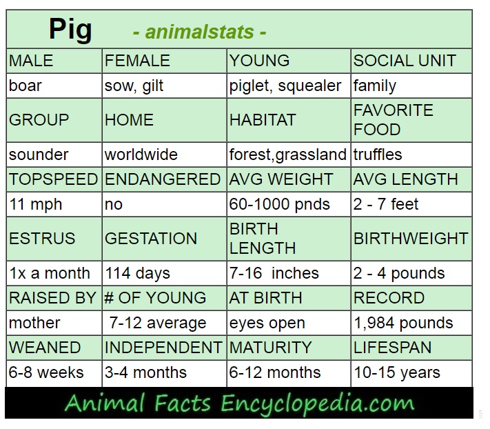 pig animal stats