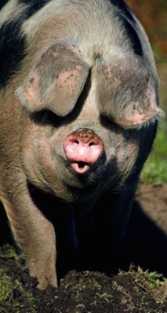 Pig Facts - Animal Facts Encyclopedia Pig Facts - Animal Facts Encyclopedia