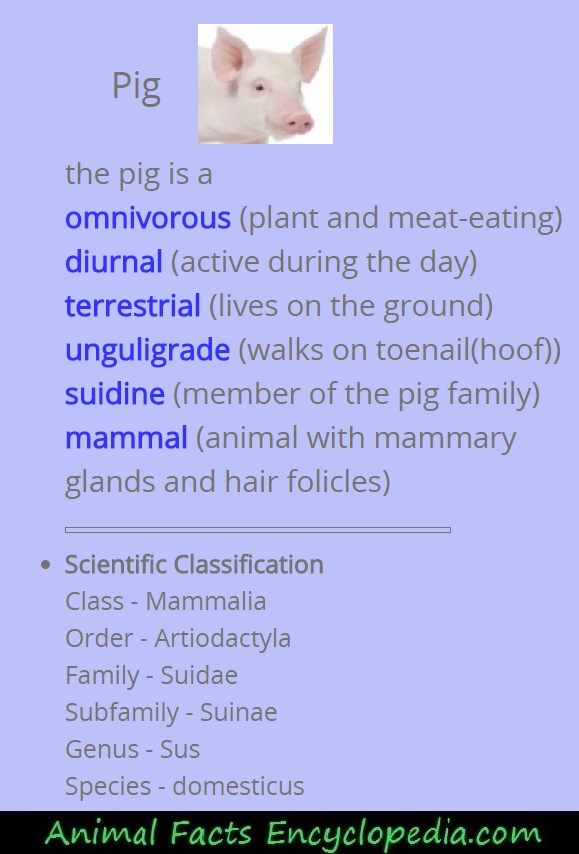 pig science
