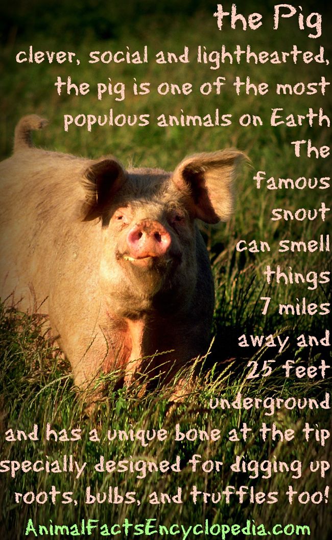 Pig Facts - Animal Facts Encyclopedia