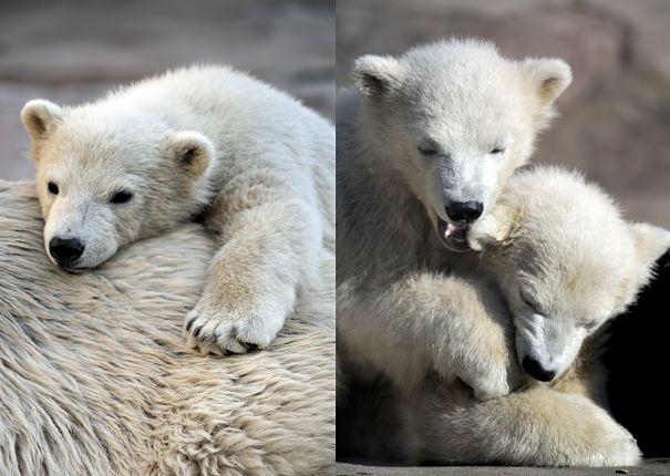 polar bear cubs