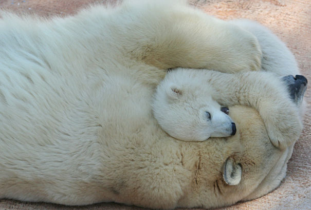 polar bear hugging her cub