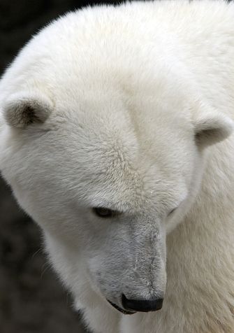 portrait of a Polar Bear