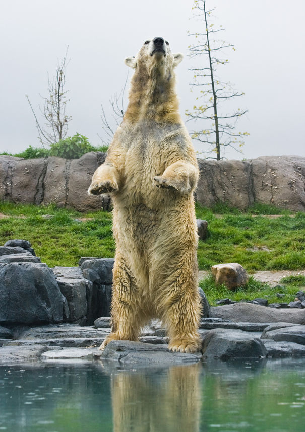 polar bear standing