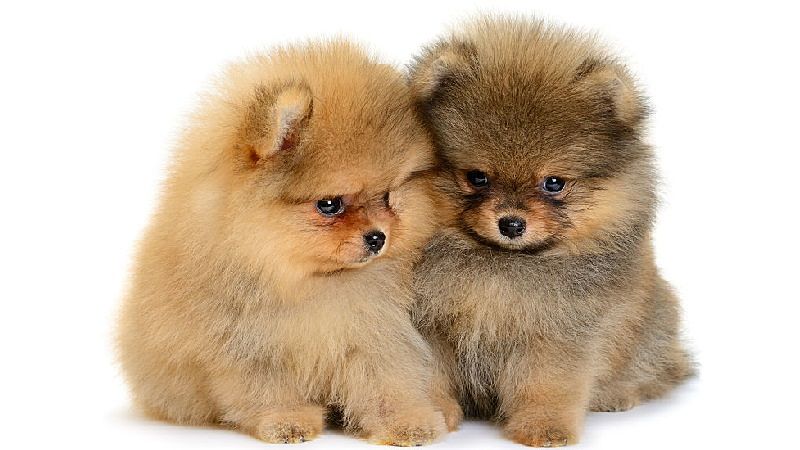 pomeranian puppies