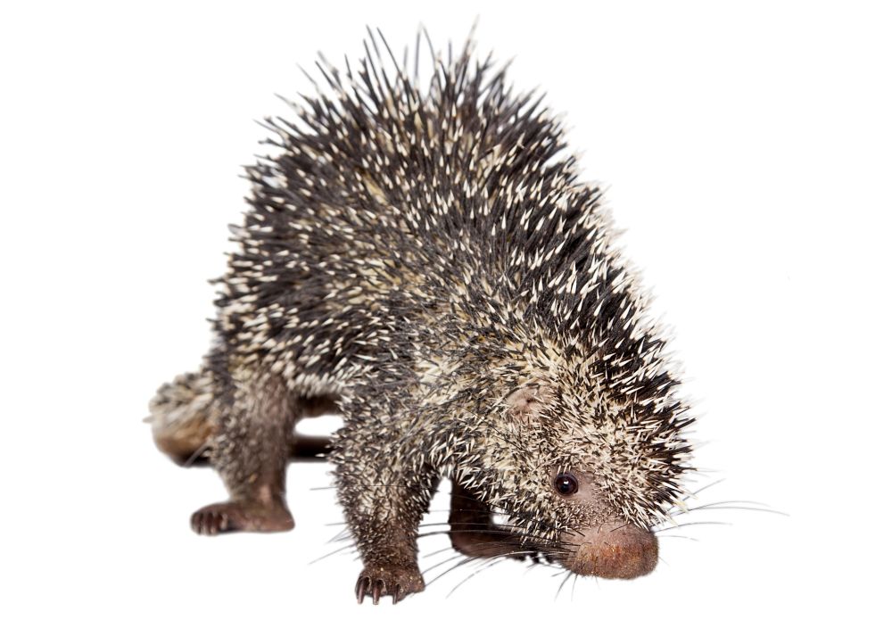 Brazilian prehensile-tailed porcupine