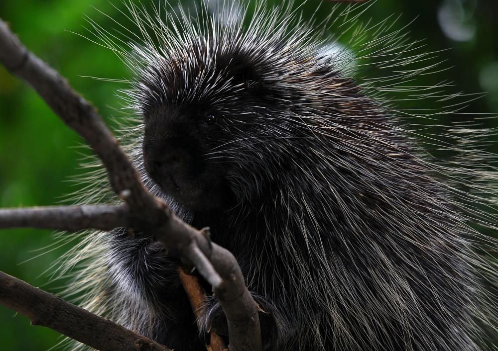 Porcupine Facts - Animal Facts Encyclopedia