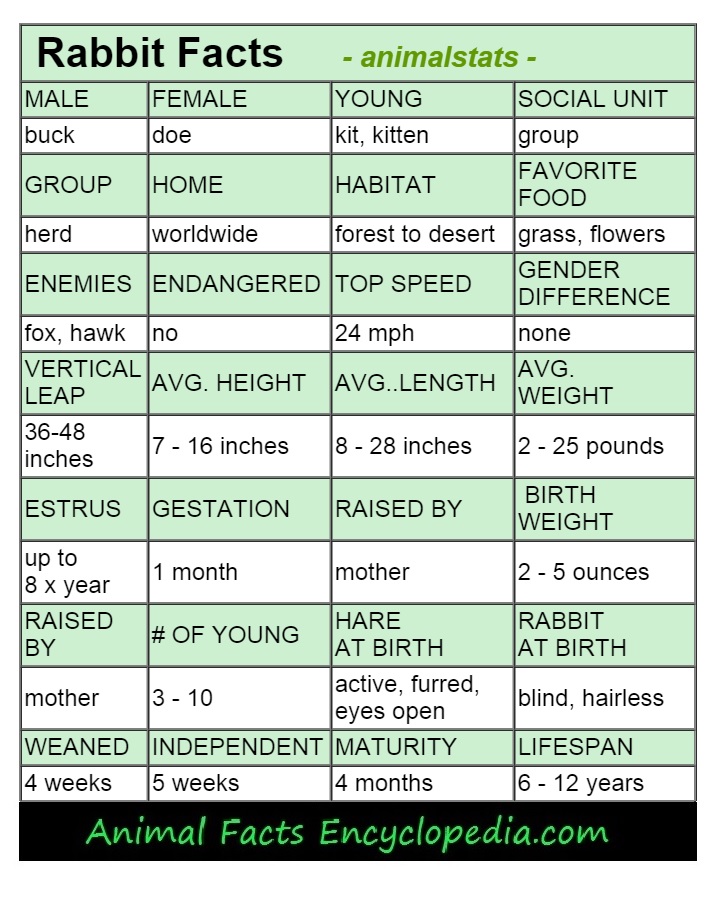 baboon animal stats