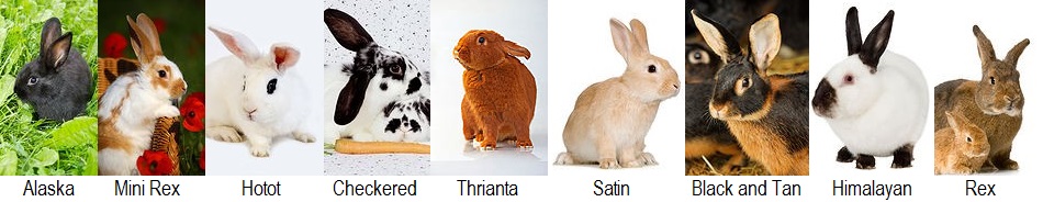 popular rabbit breeds