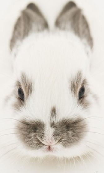 Rabbit Facts - Animal Facts Encyclopedia