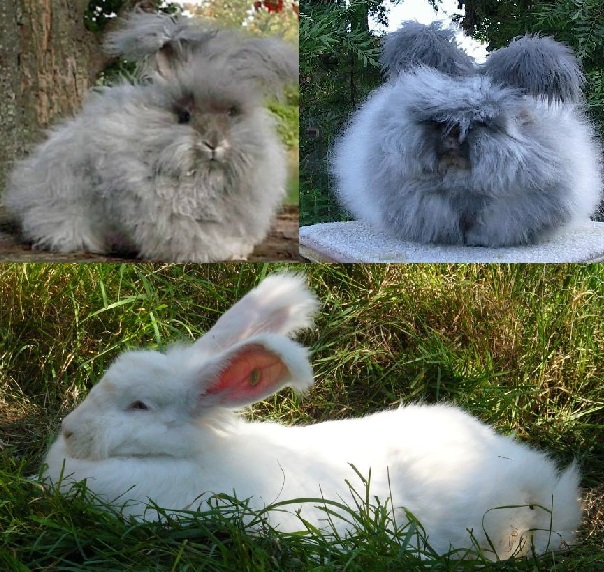 Angora rabbits