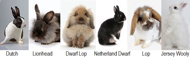 types of domestic bunnies