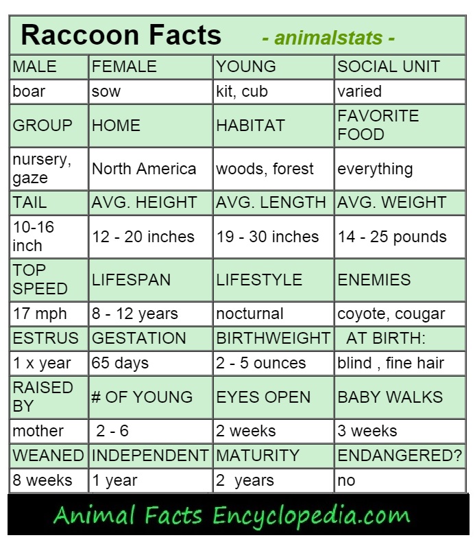 raccoon animal-stats