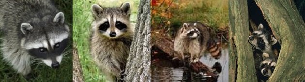 Raccoon Facts - Animal Facts Encyclopedia