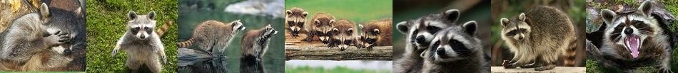 wonderful raccoons