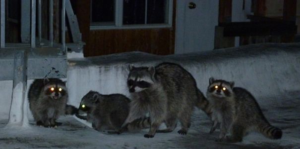 Raccoon family at night