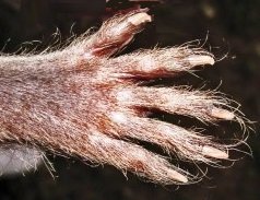 raccoon paw