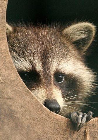 raccoonportrait