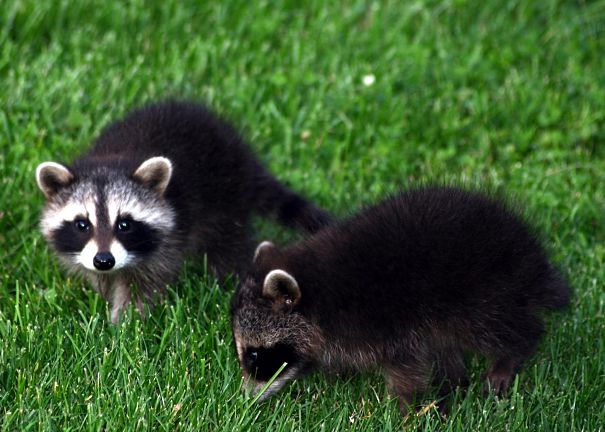 Racoon babies