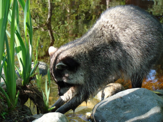 raccoon washing food