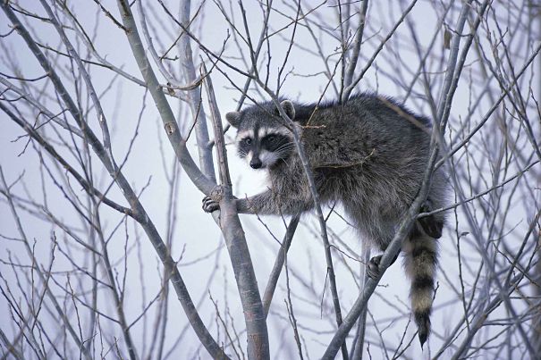 raccoon in tree