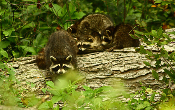 Raccoon mother and babies