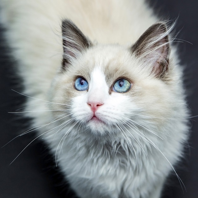 Ragdoll