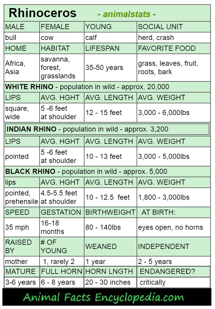 Rhino Facts - Animal Facts Encyclopedia