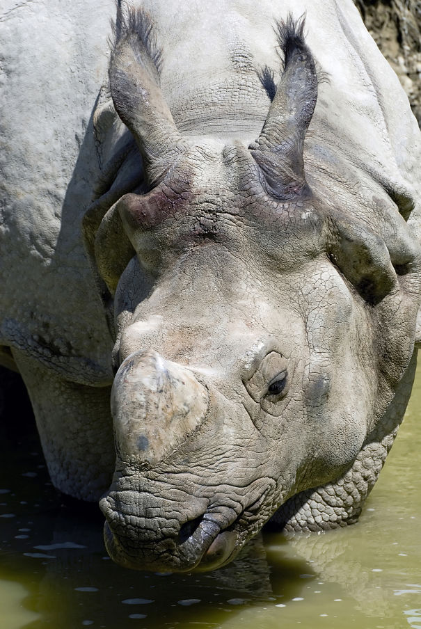 Javan Rhinoceros