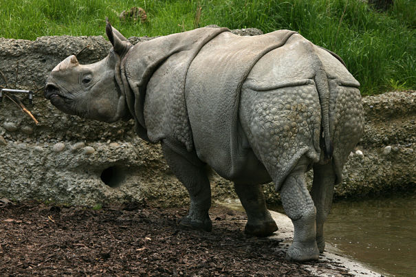 Indian Rhinoceros