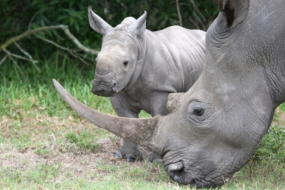 rhino mother and baby