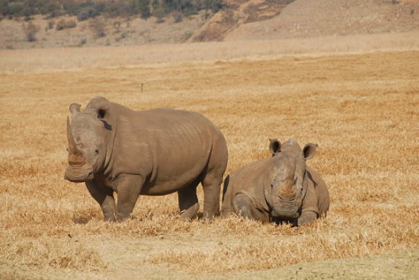 white rhinos