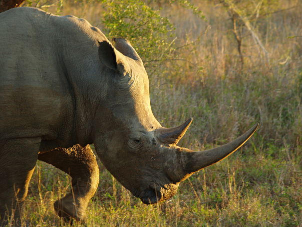 white rhino huge horn