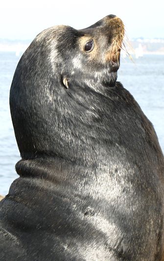 sea lion portrait