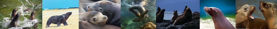 elephant seal bulls