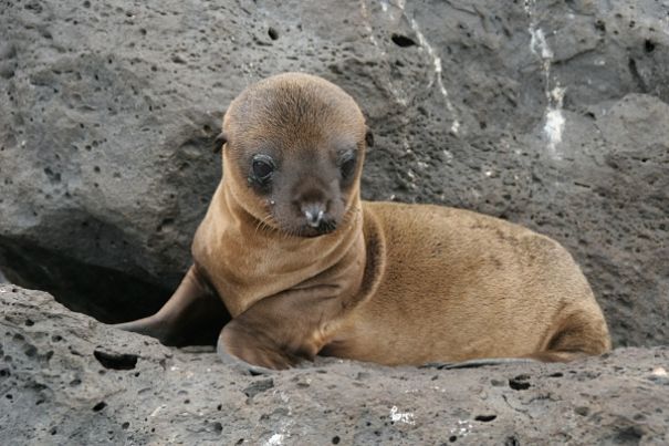 sea lion baby