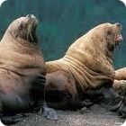 sea lion facts