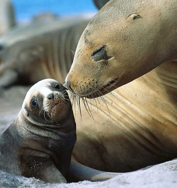 sea lion mother and pup