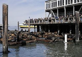 pier 39 san francisco