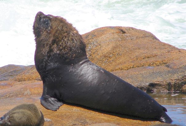 South American sea lion